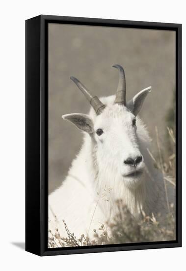 Mountain Goat-Ken Archer-Framed Premier Image Canvas