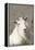 Mountain Goat-Ken Archer-Framed Premier Image Canvas