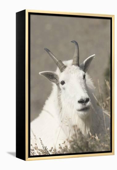 Mountain Goat-Ken Archer-Framed Premier Image Canvas