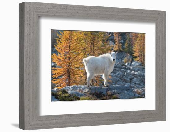 Mountain Goats at Stiletto Lake, North Cascades National Park, Washington State-Alan Majchrowicz-Framed Photographic Print