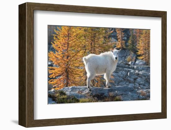 Mountain Goats at Stiletto Lake, North Cascades National Park, Washington State-Alan Majchrowicz-Framed Photographic Print