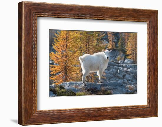 Mountain Goats at Stiletto Lake, North Cascades National Park, Washington State-Alan Majchrowicz-Framed Photographic Print