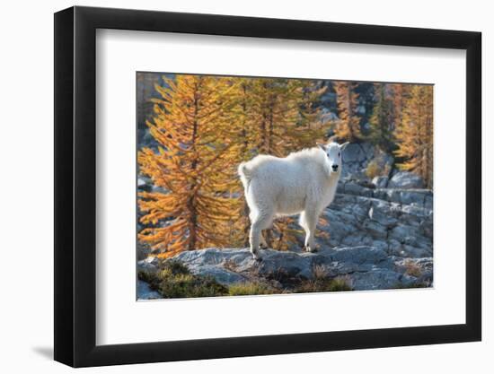 Mountain Goats at Stiletto Lake, North Cascades National Park, Washington State-Alan Majchrowicz-Framed Photographic Print