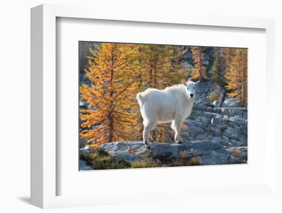Mountain Goats at Stiletto Lake, North Cascades National Park, Washington State-Alan Majchrowicz-Framed Photographic Print