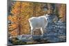 Mountain Goats at Stiletto Lake, North Cascades National Park, Washington State-Alan Majchrowicz-Mounted Photographic Print