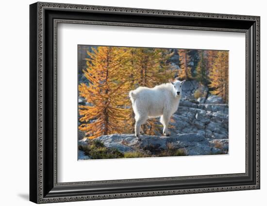 Mountain Goats at Stiletto Lake, North Cascades National Park, Washington State-Alan Majchrowicz-Framed Photographic Print