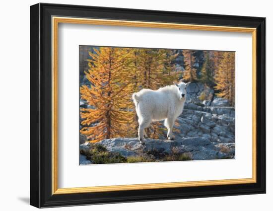 Mountain Goats at Stiletto Lake, North Cascades National Park, Washington State-Alan Majchrowicz-Framed Photographic Print