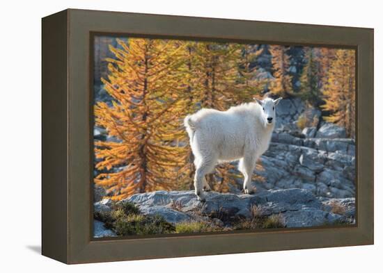 Mountain Goats at Stiletto Lake, North Cascades National Park, Washington State-Alan Majchrowicz-Framed Premier Image Canvas