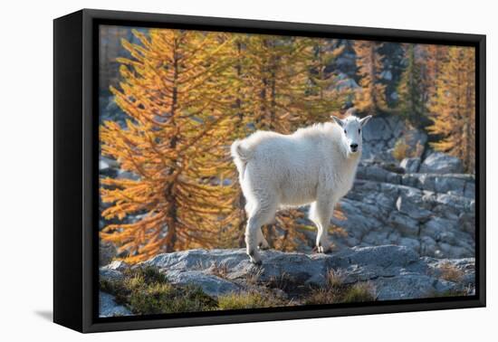 Mountain Goats at Stiletto Lake, North Cascades National Park, Washington State-Alan Majchrowicz-Framed Premier Image Canvas