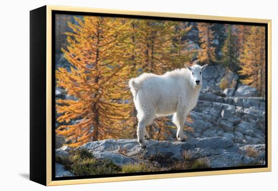 Mountain Goats at Stiletto Lake, North Cascades National Park, Washington State-Alan Majchrowicz-Framed Premier Image Canvas