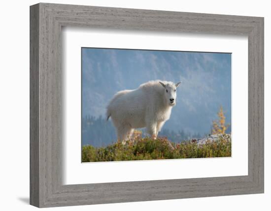 Mountain Goats at Stiletto Lake, North Cascades National Park, Washington State-Alan Majchrowicz-Framed Photographic Print