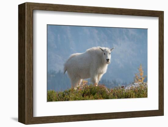 Mountain Goats at Stiletto Lake, North Cascades National Park, Washington State-Alan Majchrowicz-Framed Photographic Print