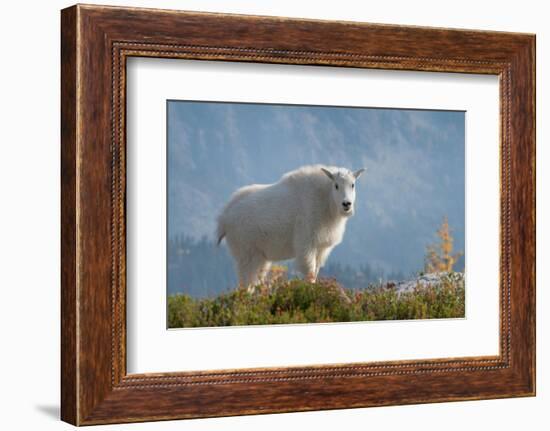 Mountain Goats at Stiletto Lake, North Cascades National Park, Washington State-Alan Majchrowicz-Framed Photographic Print