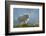 Mountain Goats at Stiletto Lake, North Cascades National Park, Washington State-Alan Majchrowicz-Framed Photographic Print