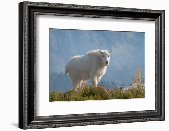 Mountain Goats at Stiletto Lake, North Cascades National Park, Washington State-Alan Majchrowicz-Framed Photographic Print