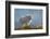 Mountain Goats at Stiletto Lake, North Cascades National Park, Washington State-Alan Majchrowicz-Framed Photographic Print