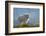 Mountain Goats at Stiletto Lake, North Cascades National Park, Washington State-Alan Majchrowicz-Framed Photographic Print