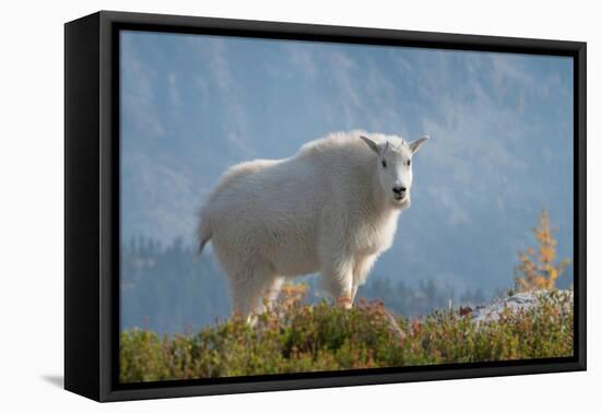 Mountain Goats at Stiletto Lake, North Cascades National Park, Washington State-Alan Majchrowicz-Framed Premier Image Canvas