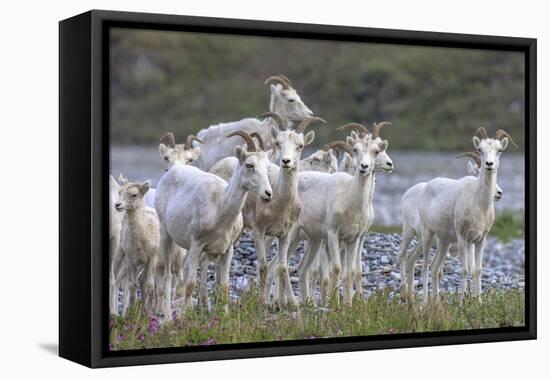 Mountain Goats, Kongakut River, ANWR, Alaska, USA-Tom Norring-Framed Premier Image Canvas