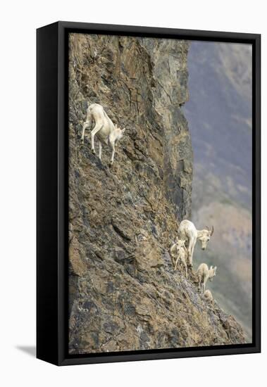 Mountain Goats, Kongakut River, ANWR, Alaska, USA-Tom Norring-Framed Premier Image Canvas