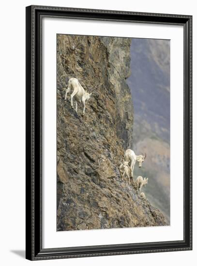 Mountain Goats, Kongakut River, ANWR, Alaska, USA-Tom Norring-Framed Photographic Print