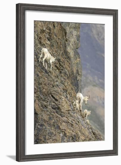 Mountain Goats, Kongakut River, ANWR, Alaska, USA-Tom Norring-Framed Photographic Print