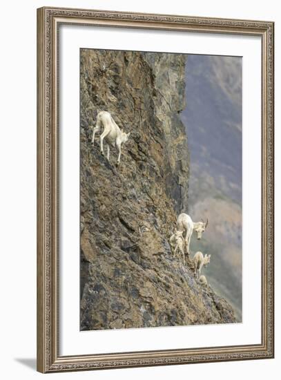 Mountain Goats, Kongakut River, ANWR, Alaska, USA-Tom Norring-Framed Photographic Print