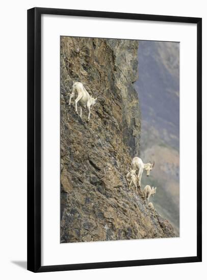 Mountain Goats, Kongakut River, ANWR, Alaska, USA-Tom Norring-Framed Photographic Print