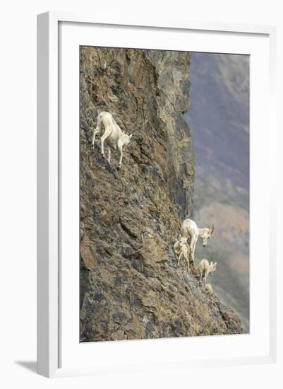 Mountain Goats, Kongakut River, ANWR, Alaska, USA-Tom Norring-Framed Photographic Print