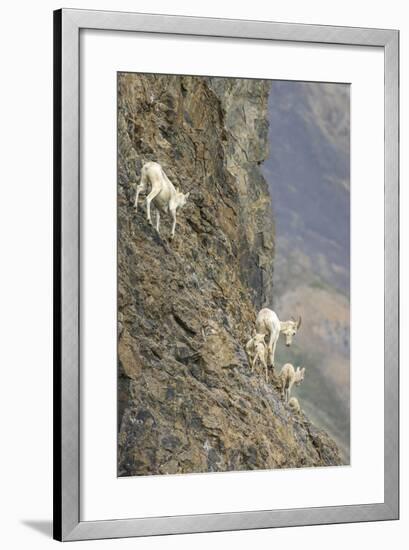 Mountain Goats, Kongakut River, ANWR, Alaska, USA-Tom Norring-Framed Photographic Print