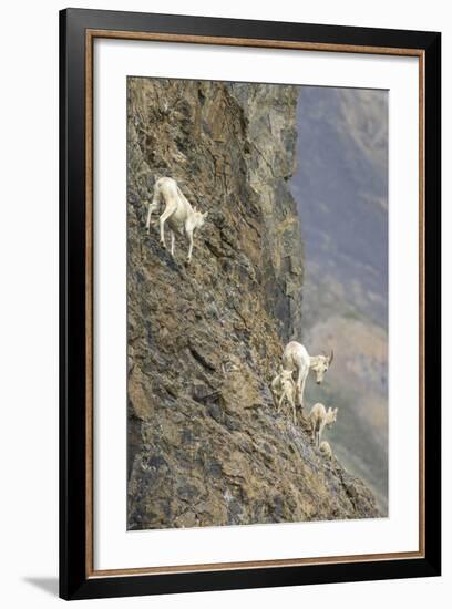 Mountain Goats, Kongakut River, ANWR, Alaska, USA-Tom Norring-Framed Photographic Print