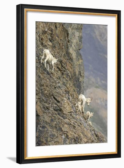 Mountain Goats, Kongakut River, ANWR, Alaska, USA-Tom Norring-Framed Photographic Print