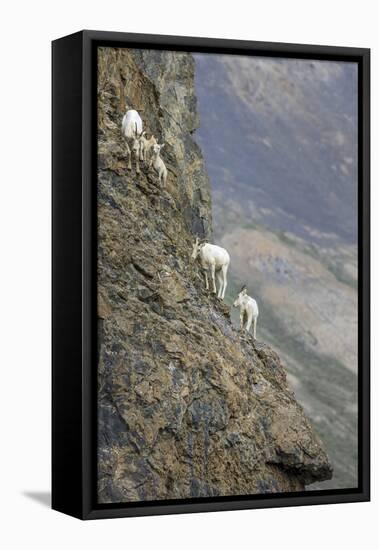 Mountain Goats, Kongakut River, ANWR, Alaska, USA-Tom Norring-Framed Premier Image Canvas