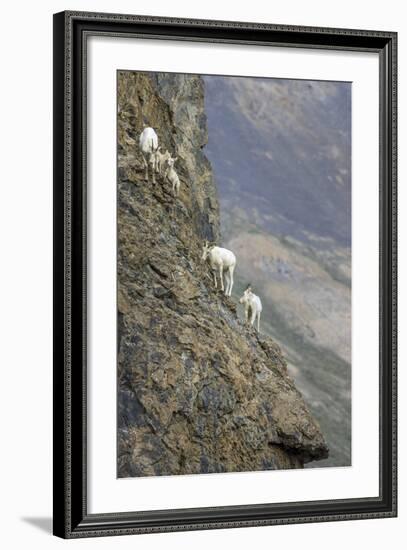 Mountain Goats, Kongakut River, ANWR, Alaska, USA-Tom Norring-Framed Photographic Print