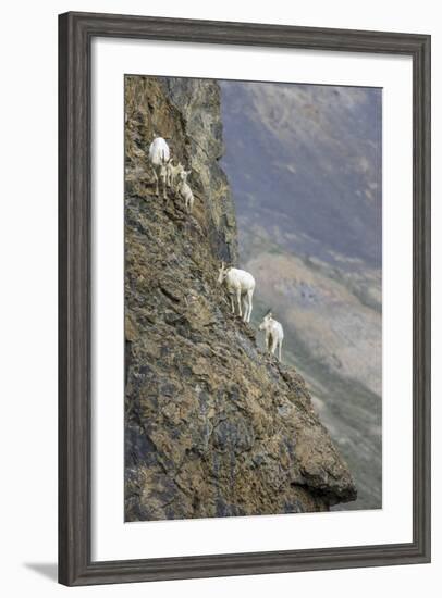 Mountain Goats, Kongakut River, ANWR, Alaska, USA-Tom Norring-Framed Photographic Print