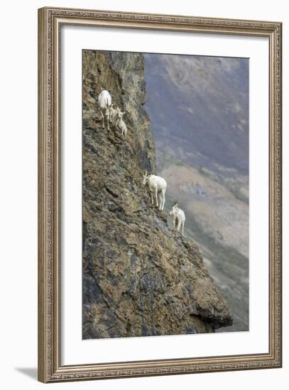 Mountain Goats, Kongakut River, ANWR, Alaska, USA-Tom Norring-Framed Photographic Print