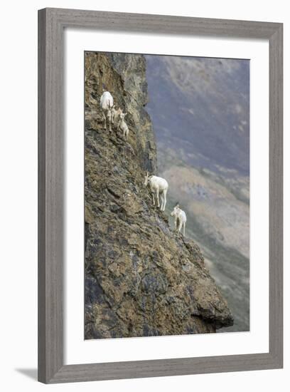 Mountain Goats, Kongakut River, ANWR, Alaska, USA-Tom Norring-Framed Photographic Print