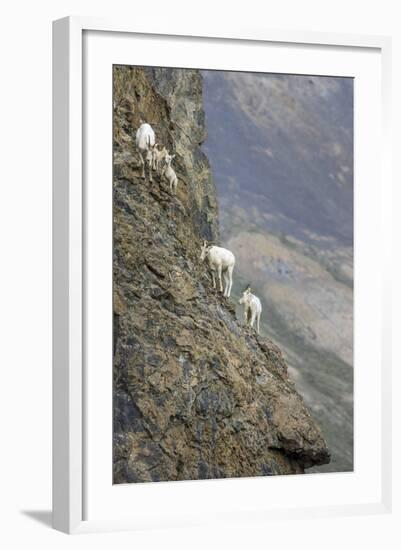 Mountain Goats, Kongakut River, ANWR, Alaska, USA-Tom Norring-Framed Photographic Print