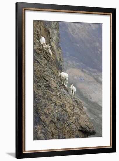 Mountain Goats, Kongakut River, ANWR, Alaska, USA-Tom Norring-Framed Photographic Print