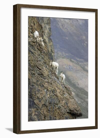 Mountain Goats, Kongakut River, ANWR, Alaska, USA-Tom Norring-Framed Photographic Print