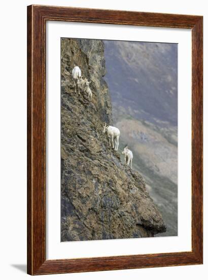 Mountain Goats, Kongakut River, ANWR, Alaska, USA-Tom Norring-Framed Photographic Print