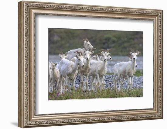 Mountain Goats, Kongakut River, ANWR, Alaska, USA-Tom Norring-Framed Photographic Print