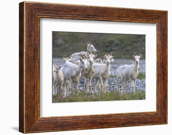 Mountain Goats, Kongakut River, ANWR, Alaska, USA-Tom Norring-Framed Photographic Print