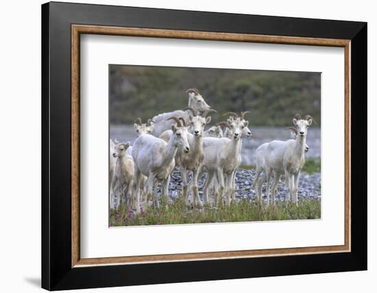 Mountain Goats, Kongakut River, ANWR, Alaska, USA-Tom Norring-Framed Photographic Print