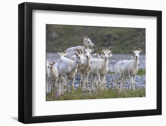 Mountain Goats, Kongakut River, ANWR, Alaska, USA-Tom Norring-Framed Photographic Print