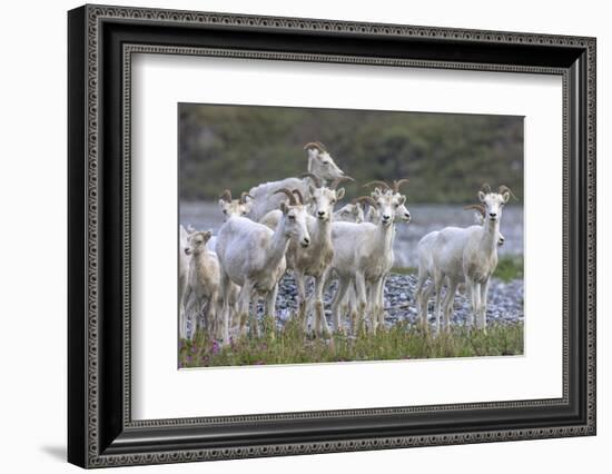 Mountain Goats, Kongakut River, ANWR, Alaska, USA-Tom Norring-Framed Photographic Print