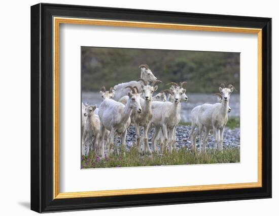 Mountain Goats, Kongakut River, ANWR, Alaska, USA-Tom Norring-Framed Photographic Print