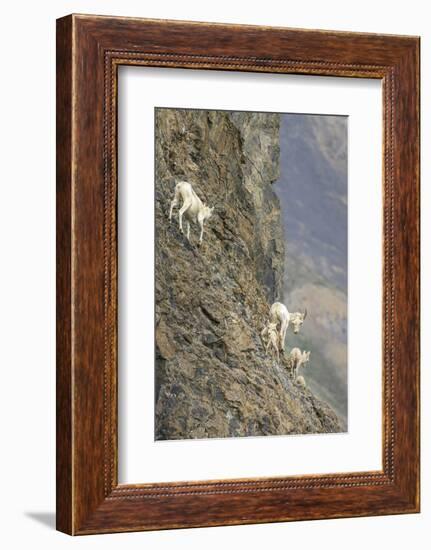 Mountain Goats, Kongakut River, ANWR, Alaska, USA-Tom Norring-Framed Photographic Print