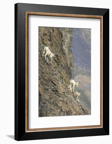 Mountain Goats, Kongakut River, ANWR, Alaska, USA-Tom Norring-Framed Photographic Print