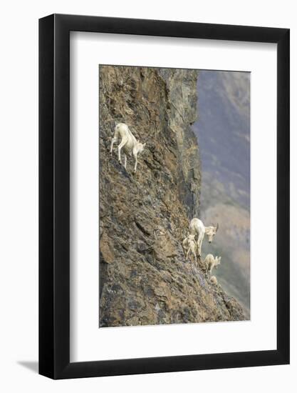 Mountain Goats, Kongakut River, ANWR, Alaska, USA-Tom Norring-Framed Photographic Print